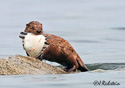 Lutra Canadensis